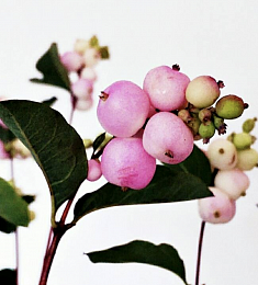 Симфорикарпус - соберите букет