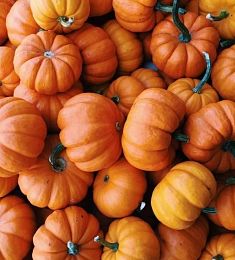 Кукурбита - соберите букет