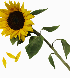 Подсолнух - соберите букет