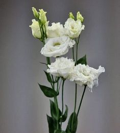 Лизиантус (Голландия) - соберите букет