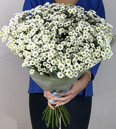 Букет из 25  белых кустовых хризантем сантини