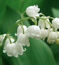 Ландыш - соберите букет