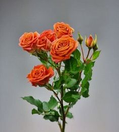 Голландская спрей роза - соберите букет