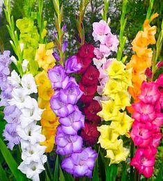 Гладиолус (местный) - соберите букет