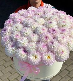 Композиция 51 георгин в коробке