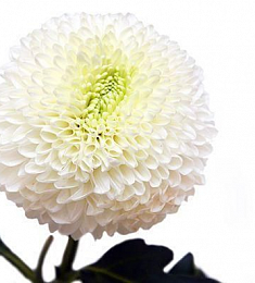 Хризантема одиночная - соберите букет