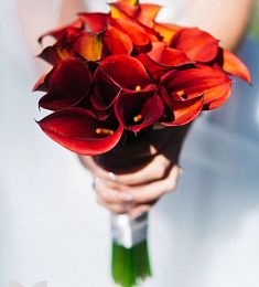 Букет невесты из 27 красных калл