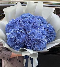 7 синих гортензий в светлом оформлении