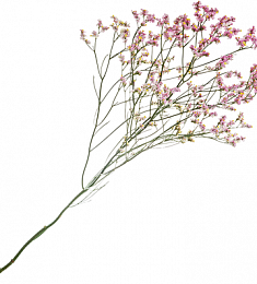 Лимониум - соберите букет