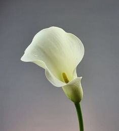 Каллы (Голландия) - соберите букет