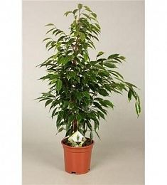 Фикус Be Anastasia