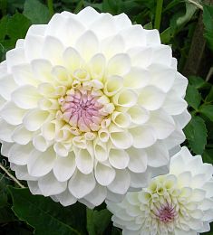 Георгин местный - соберите букет