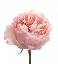 Пионовидная роза - соберите букет