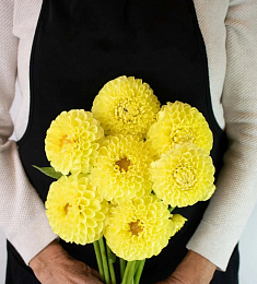 Букет из 7 желтый георгинов