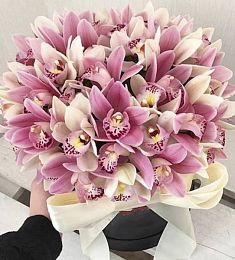 51 орхидея в коробке