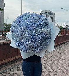 Букет из 31 гортензии голубого цвета