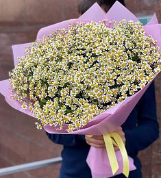 Букет из 51 кустовой ромашки