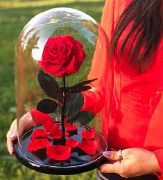 Роза стабилизированная "Белла Роза"