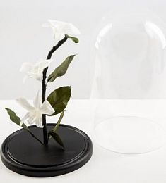 Стабилизированная композиция "Вечная лилия"