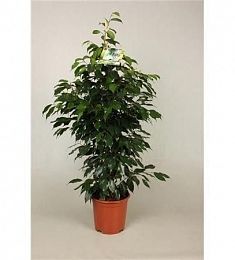 Фикус Be Danielle