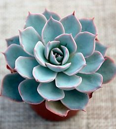 Эйчеверия (каменная роза) - соберите букет