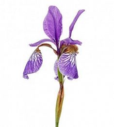 Ирис (Голландия) - соберите букет