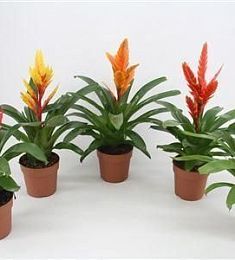 Вриезия Vriesea Mix