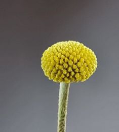 Краспедия - соберите букет