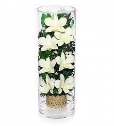 Стабилизированная композиция "Оливия"