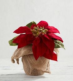 Кристмас три в горшочке