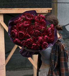 35 бордовых голландских пионов в оформлении