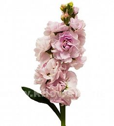 Маттиола - соберите букет