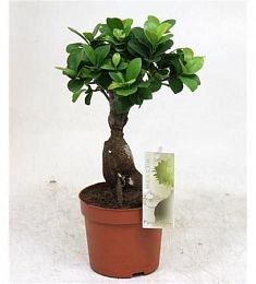 Бонсай Ficus Ginseng