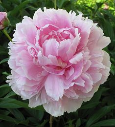 Пион (местный) - соберите букет