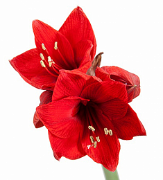 Амариллис - соберите букет