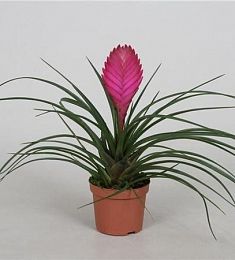 Тиландсия Tillandsia Cyanea