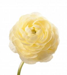 Ранункулюс (местный) - соберите букет