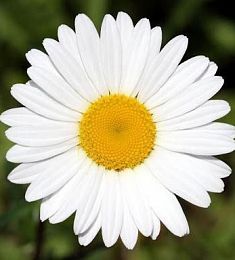 Ромашка одиночная (местная) - соберите букет