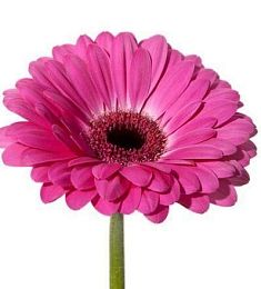 Голландская гербера - соберите букет