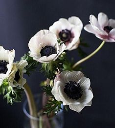 Анемон - соберите букет