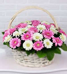 Композиция "Мейтрино" из гербер в корзине