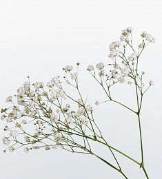 Гипсофила - соберите букет