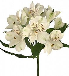 Альстромерия - соберите букет