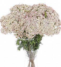 Озотамнус - соберите букет