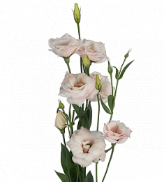 Лизиантус (Израиль) - соберите букет