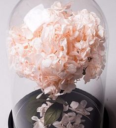 Стабилизированная композиция "Стрелиция"