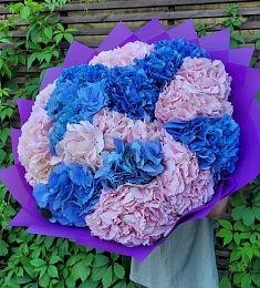 19 синих и розовых гортензий в оформлении