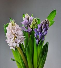 Гиацинт - соберите букет