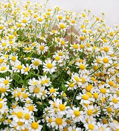 Ромашка кустовая (местная) - соберите букет