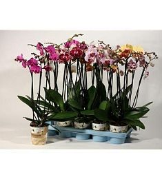 Фаленопсис